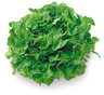 Eichblattsalat grün Stück