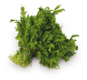 Rucola Bund 1 kg Gitter