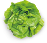 Kopfsalat grün Stück